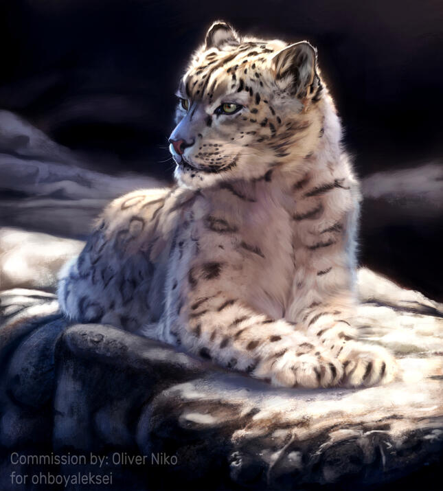 A snow leopard resting on a rock, looking to the side.